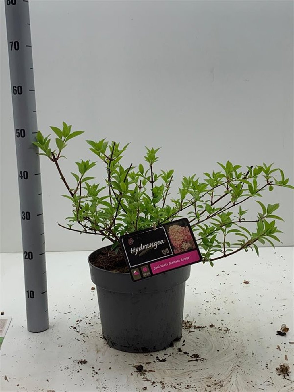 Hydrangea pan. 'Diamant Rouge' ® - C7,5